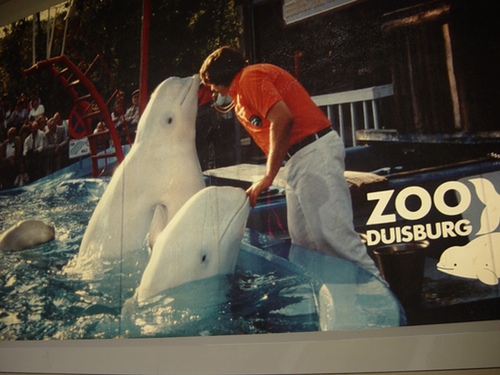 Delphine im Zoo